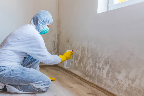 Black mold inspection in Wood-Ridge