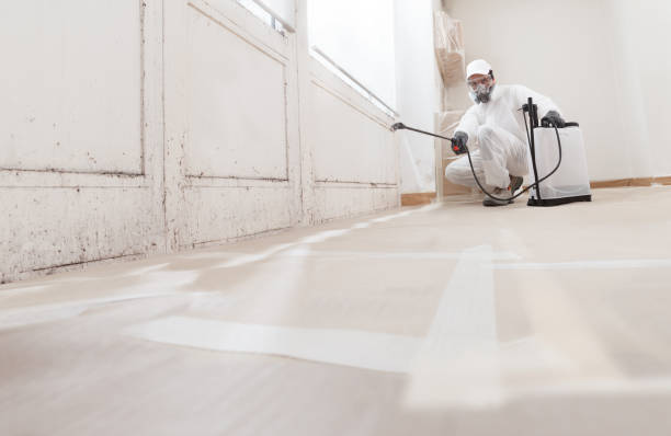 Black mold remediation team in Wood-Ridge